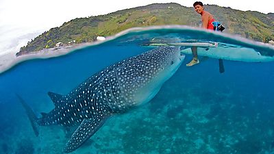 Befriending Giants - Whale Sharks of Oslob on Vimeo by Blue Sphere Media