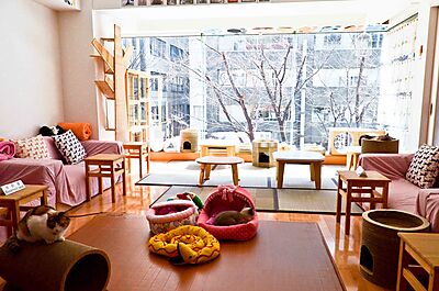 Cats at Hapineko Cat Cafe