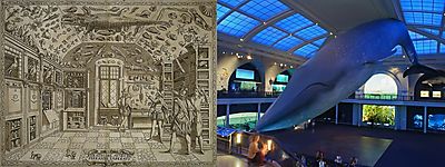 The Origins of Museums